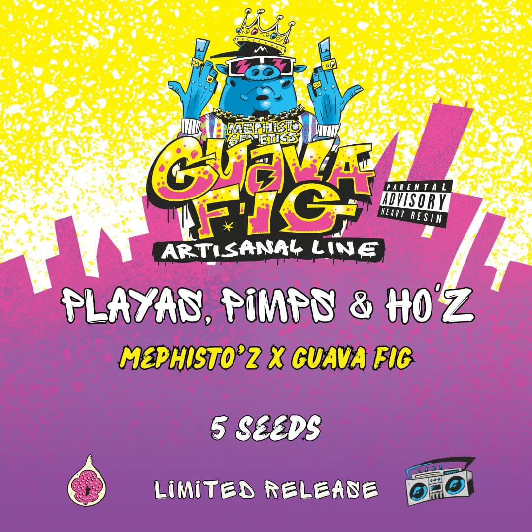Playas, Pimps & HO'z Auto Seeds