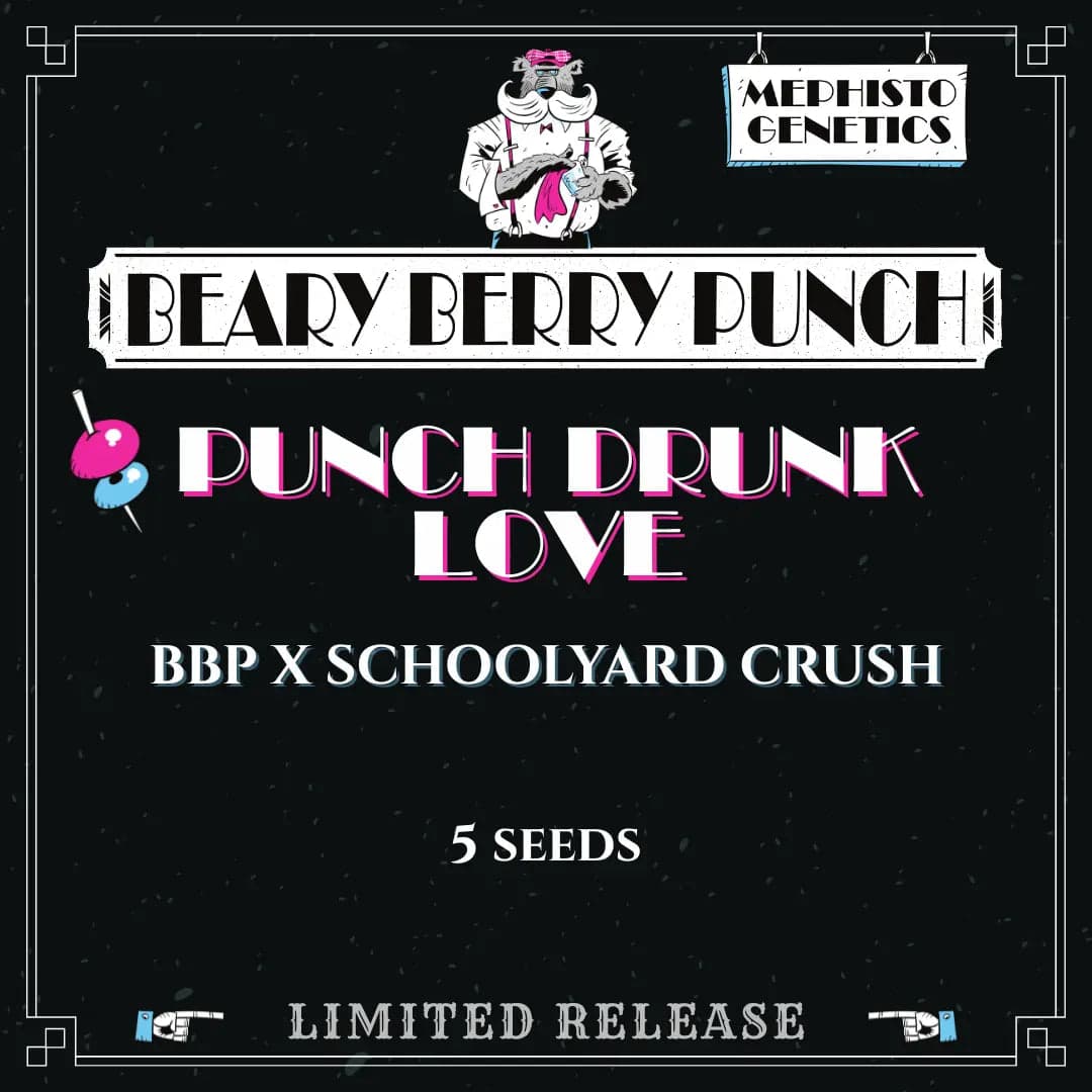 Punch Drunk Love Auto Seeds