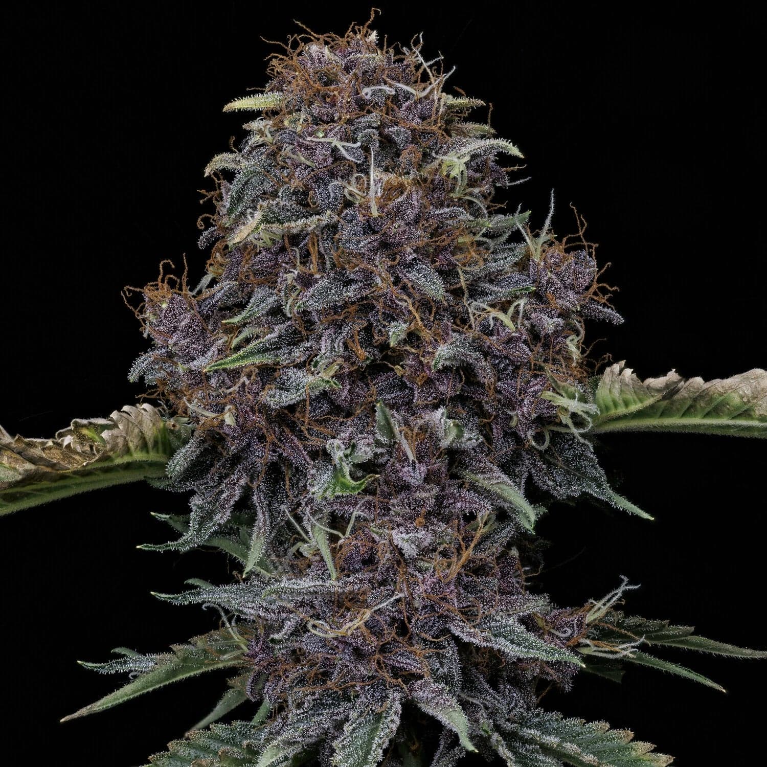 Purple Nuggets Auto Seeds