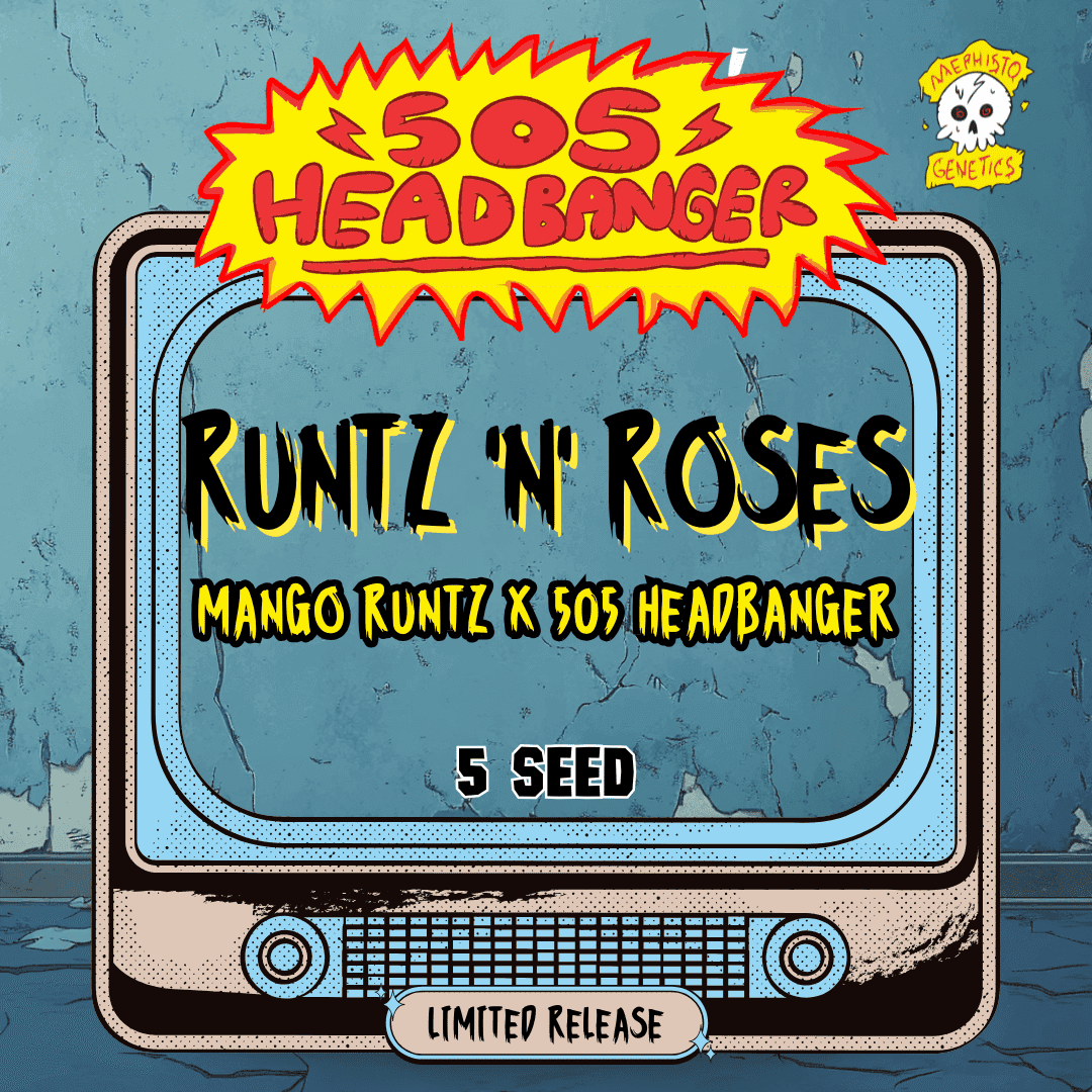 Runtz 'n' Roses Auto Seeds