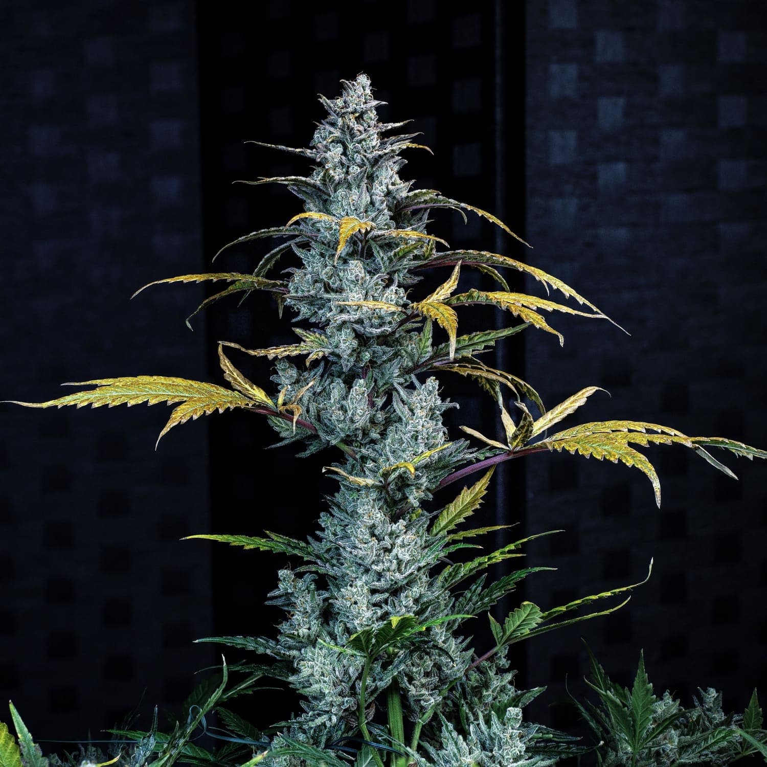 Schoolyard Crush Auto Seeds
