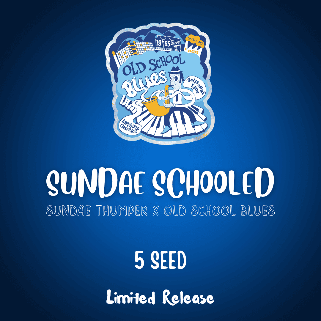Sundae Schooled Auto Seeds
