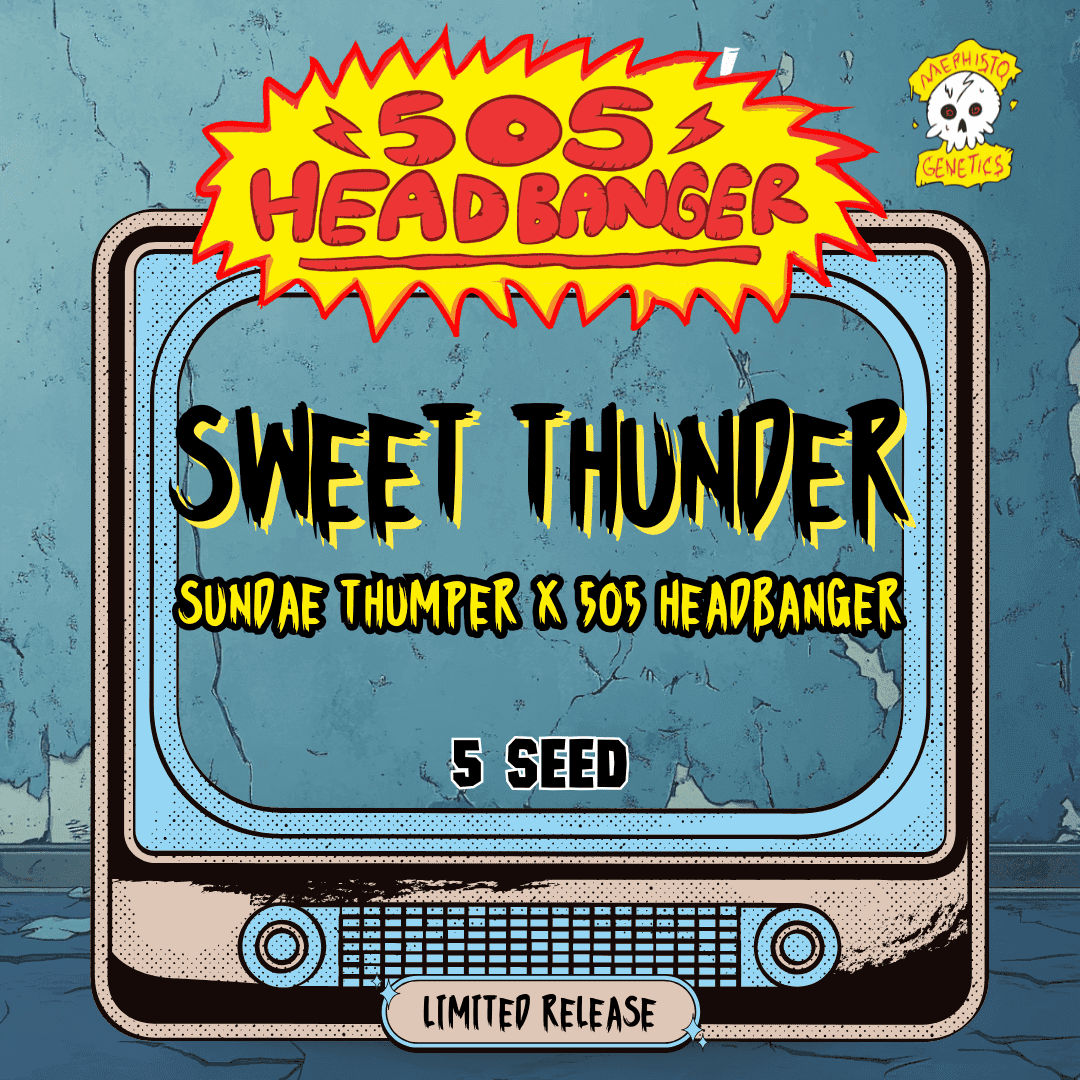 Sweet Thunder Auto Seeds