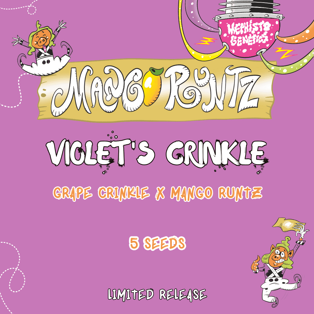 Violet's Crinkle Auto Seeds