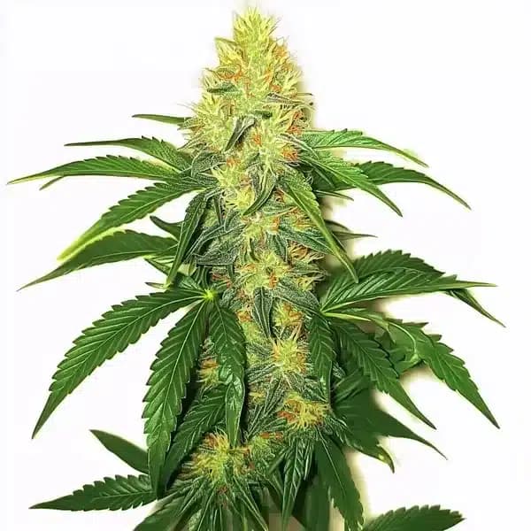 AK-47 Seeds