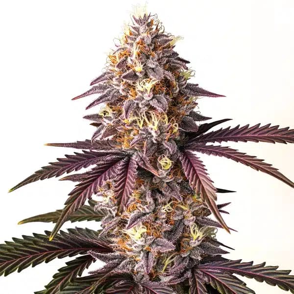 Bruce Banner Auto Seeds