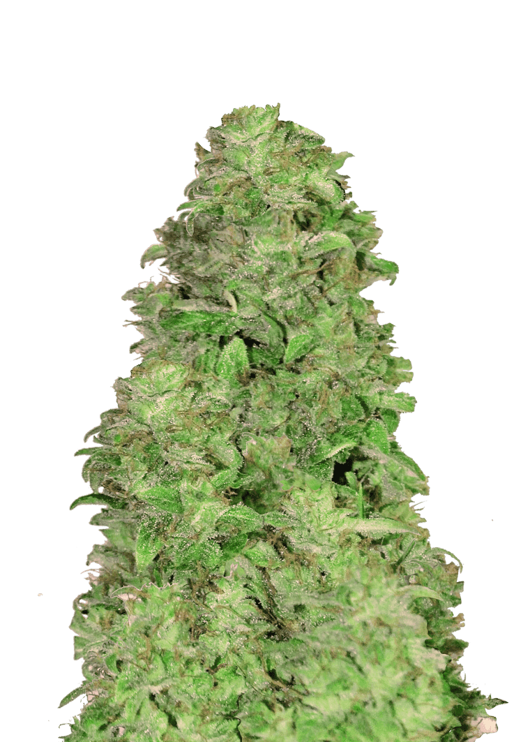 CBD Auto 20:1 Seeds