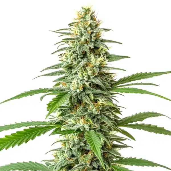 Critical Seeds