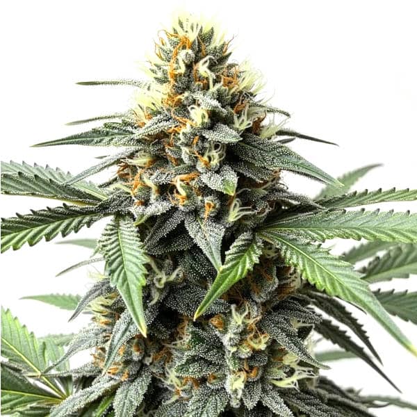 Do-Si-Dos Seeds