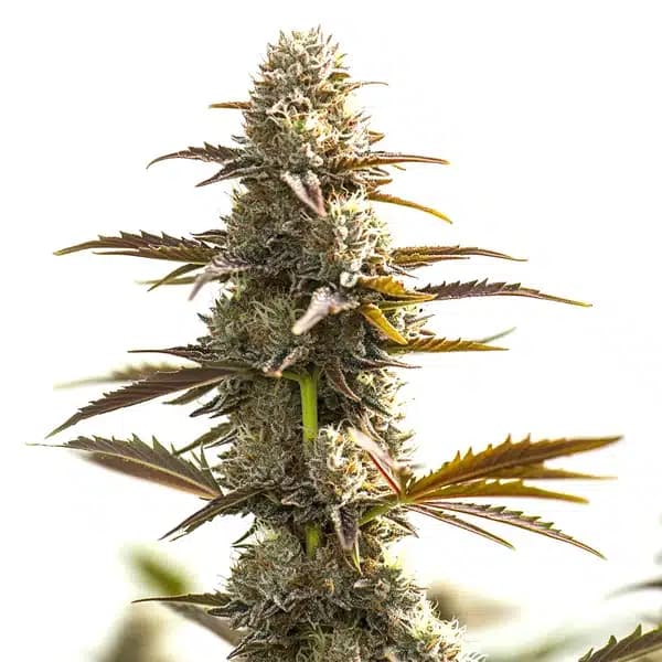 Gelato Auto Seeds
