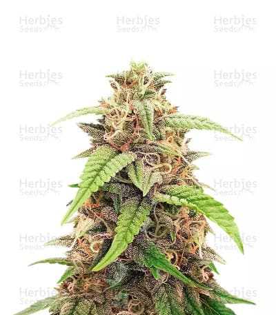 GG4 Gorilla Glue Seeds