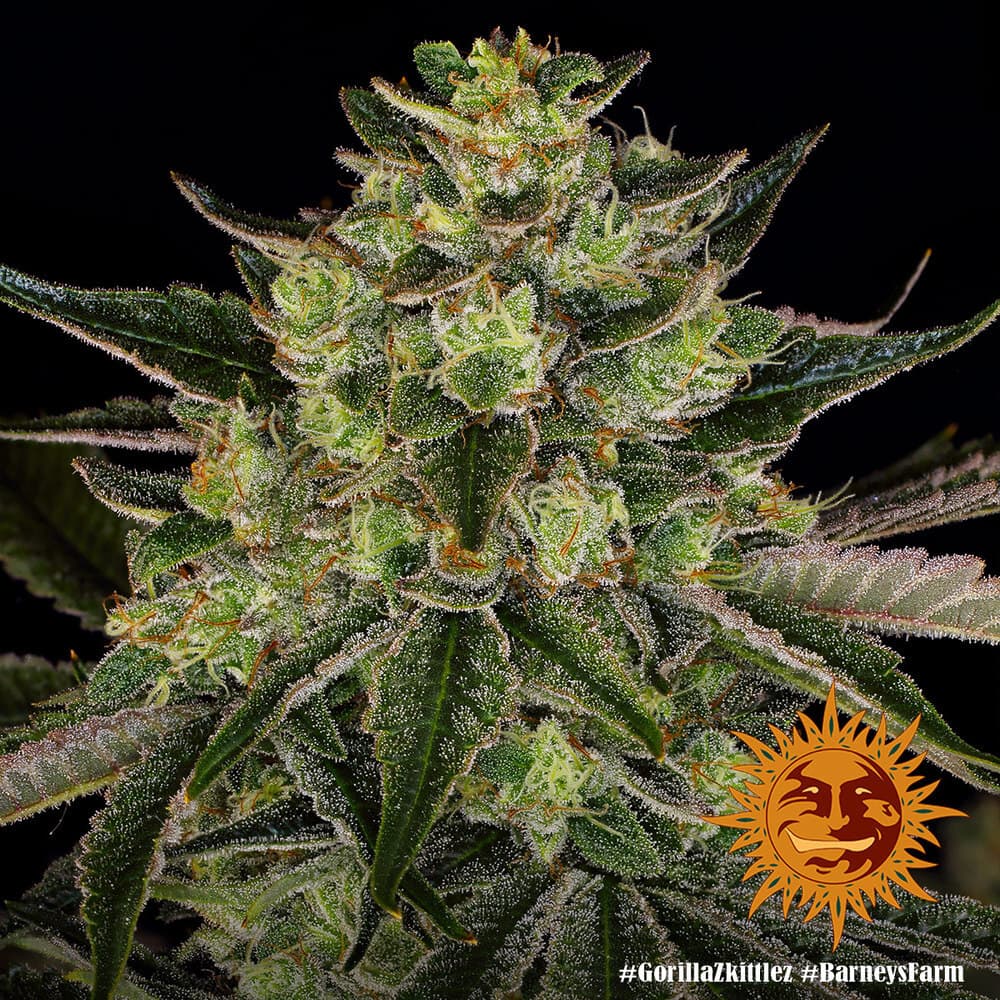Gorilla Z Seeds