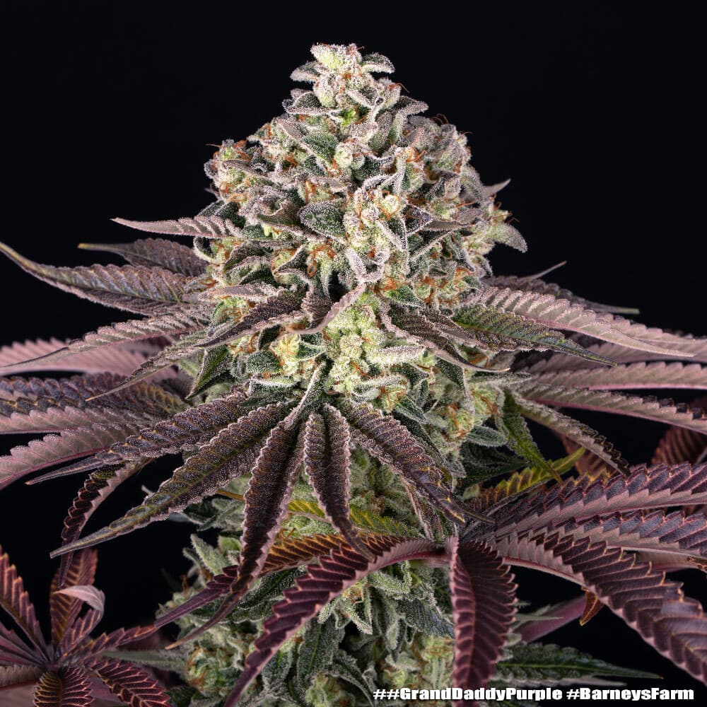 Grandaddy OG Seeds