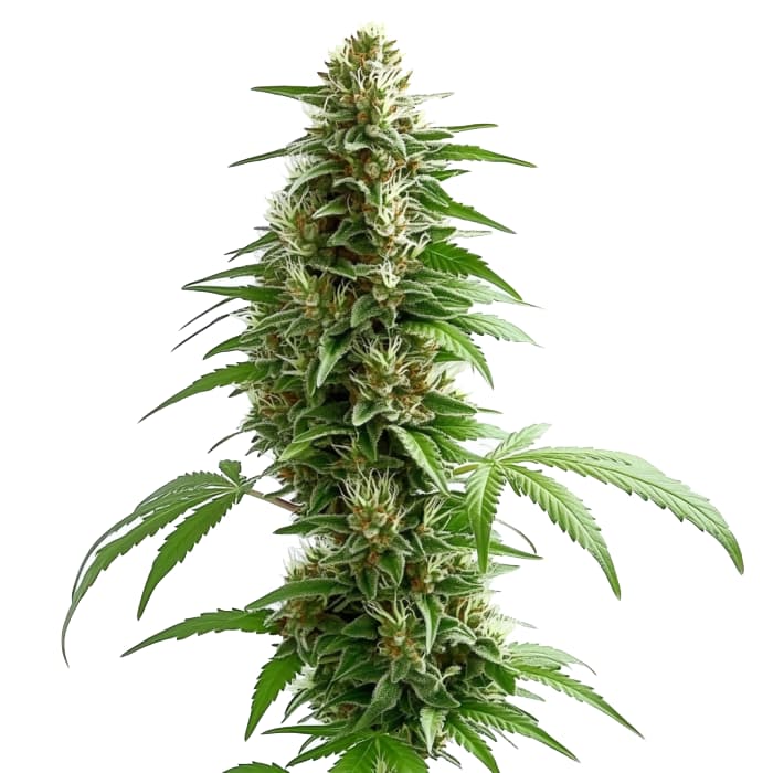 Green Crack Auto Seeds