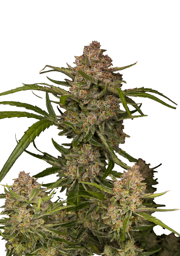 Guava Auto Seeds