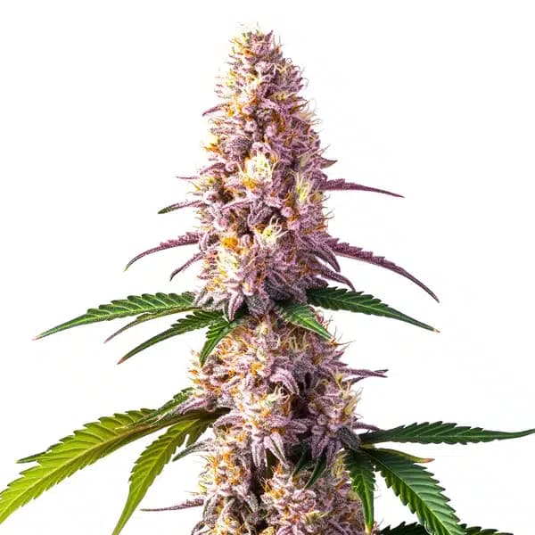 Ice Cream Cake Seeds