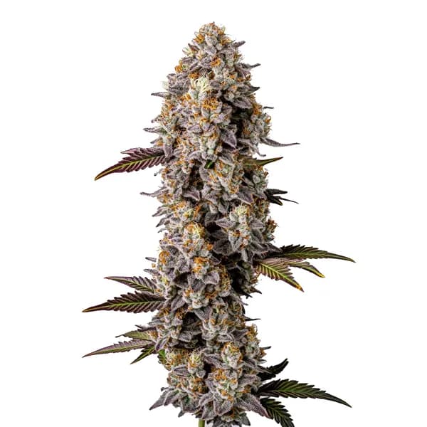 Lemon Cherry Gelato Seeds