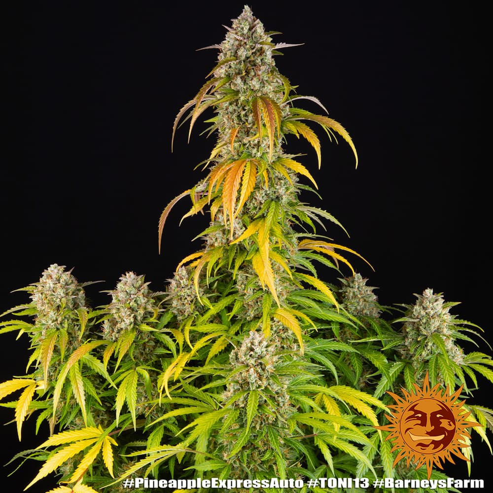 Pineapple Express Seeds