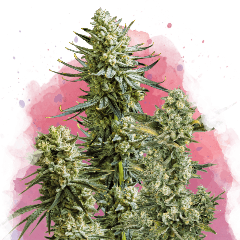 Skywalker OG Seeds