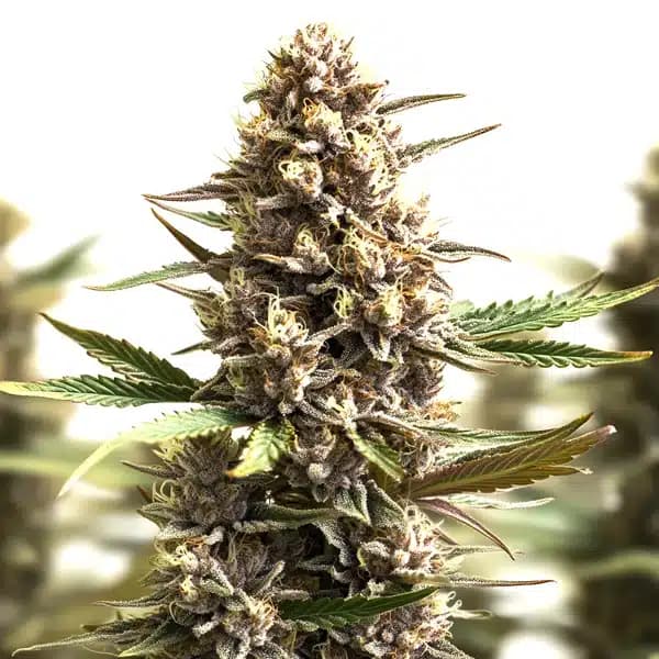 Sunset Sherbet Seeds