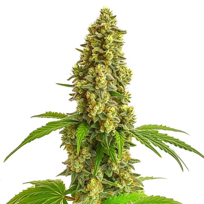 Super Lemon Haze Seeds
