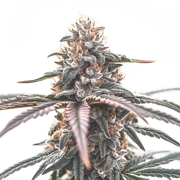 Wedding Cake Seeds