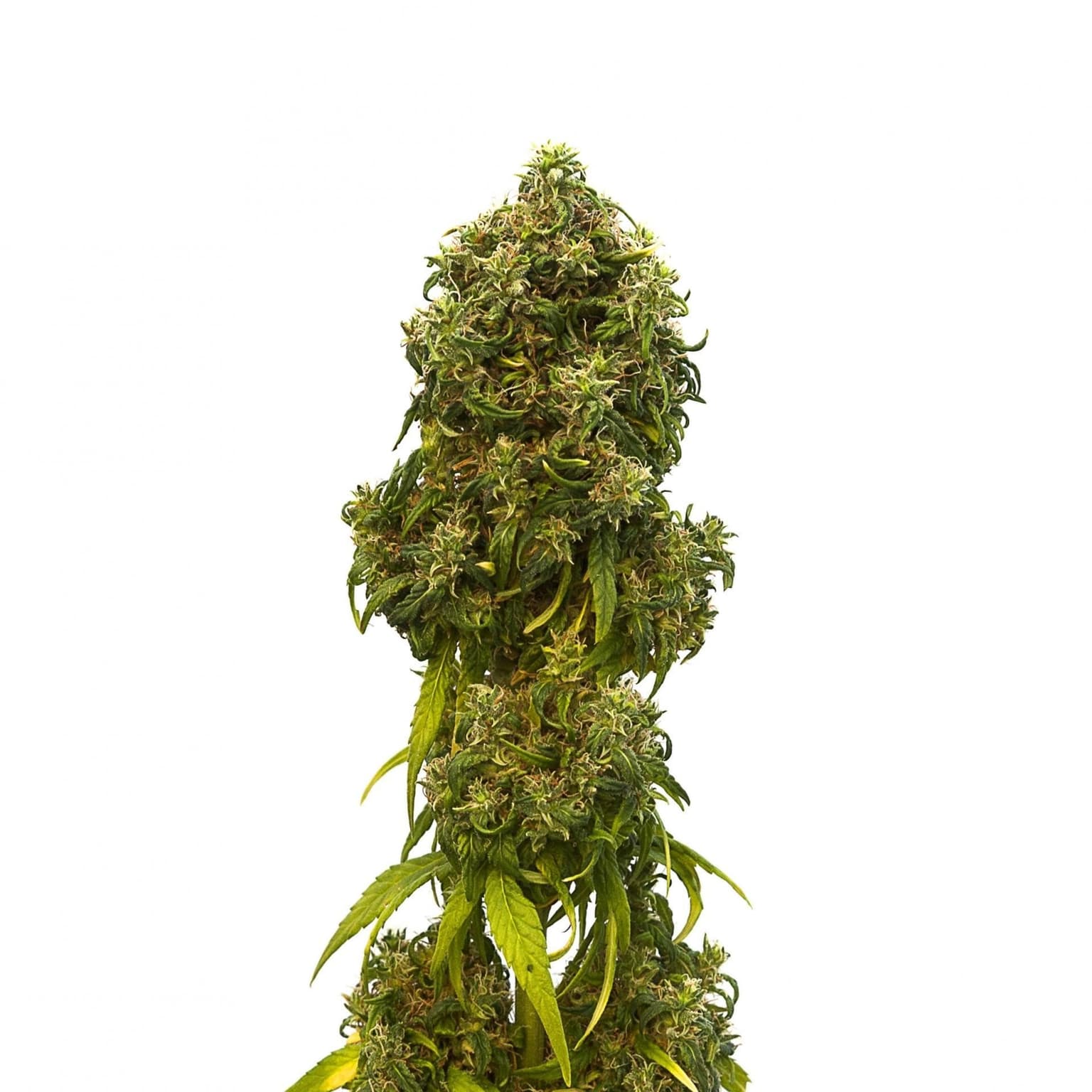 Zkittlez Cake Seeds