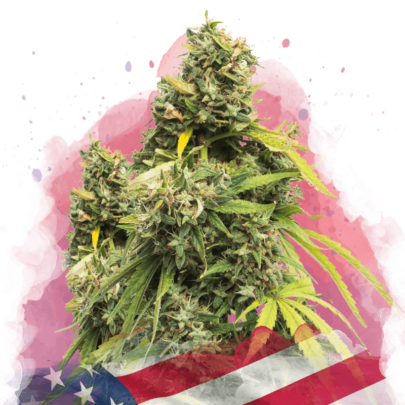 5 Alive Feminized Seeds