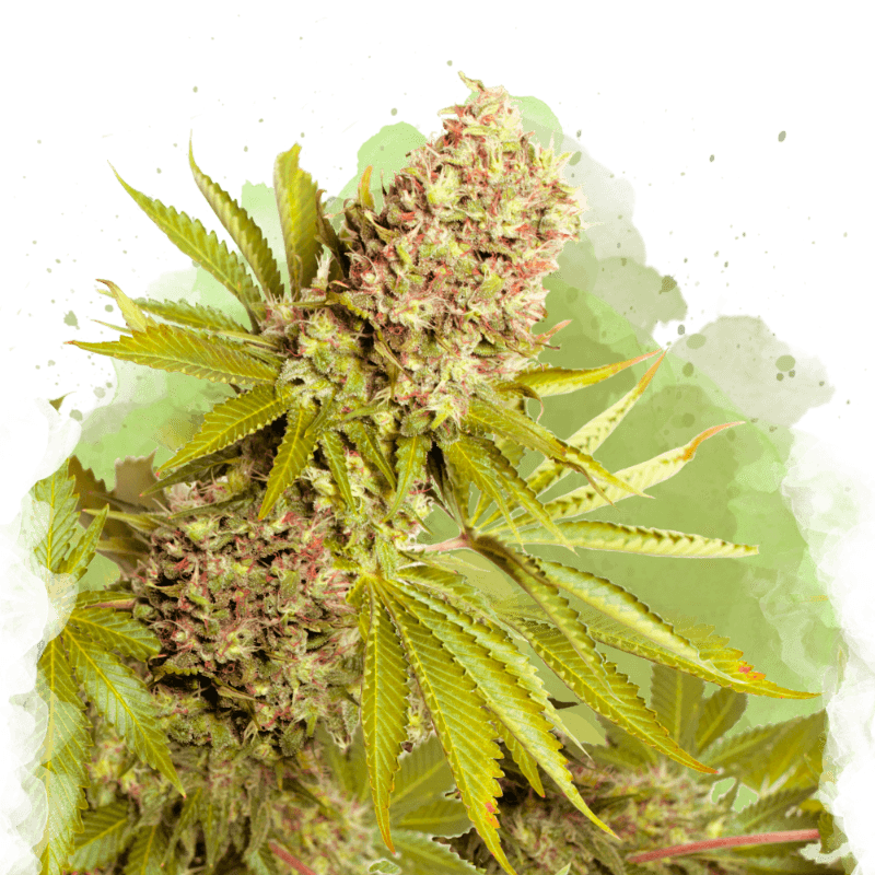 AK-48 Autoflower Seeds