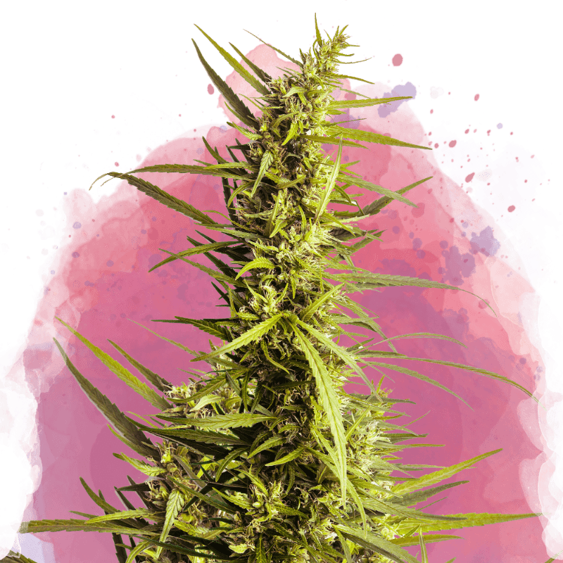 AK-48 Feminized Seeds