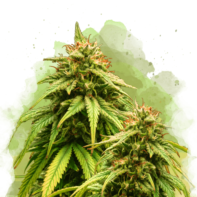 Amnesia Haze Autoflower Seeds
