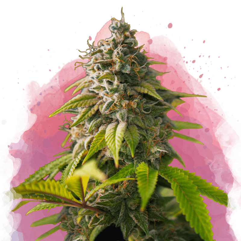 Amnesia Haze Feminized Seeds