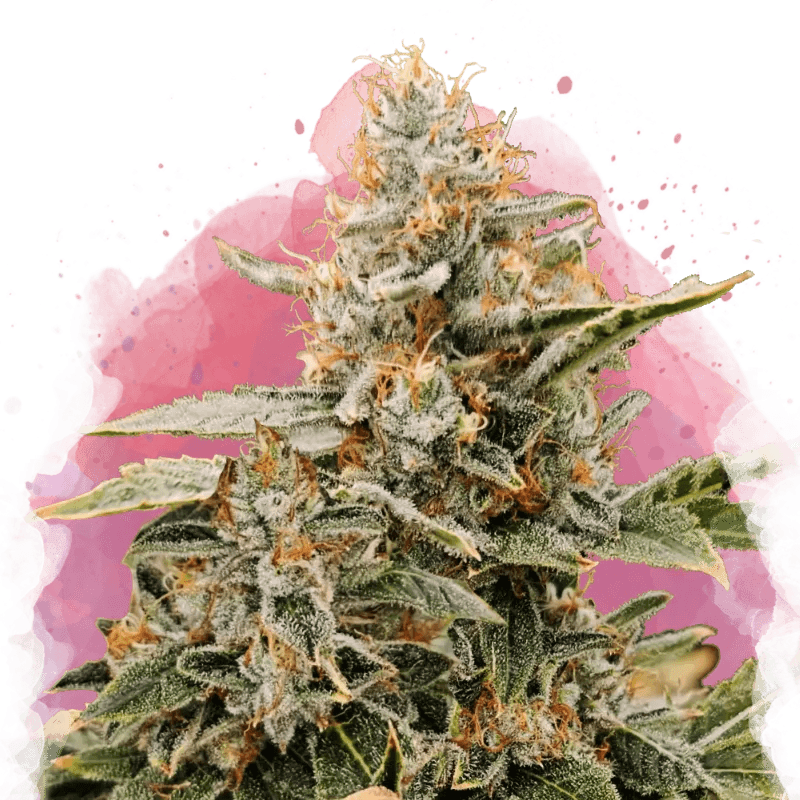 Apple Fritter Feminized Seeds