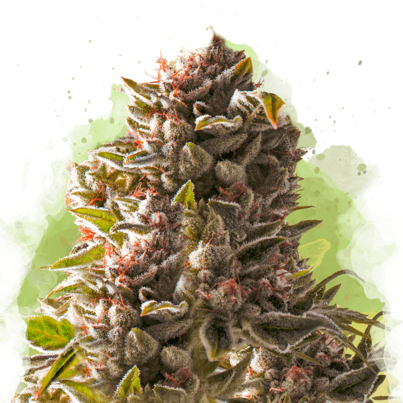 Aurora Indica Autoflower Seeds
