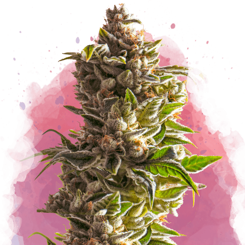 Aurora Indica Feminized Seeds