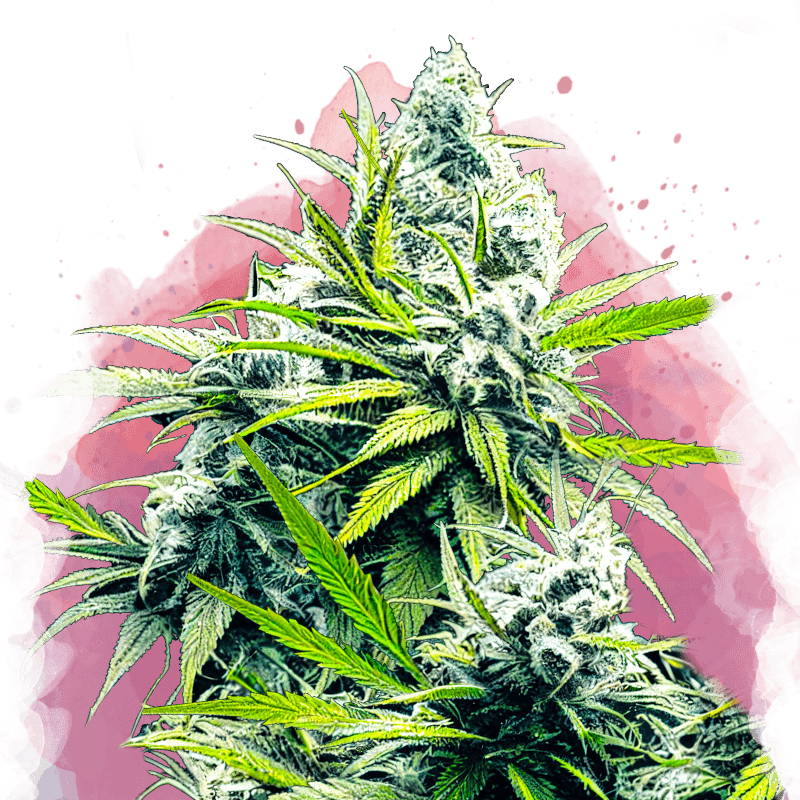 B-52 Feminized Seeds