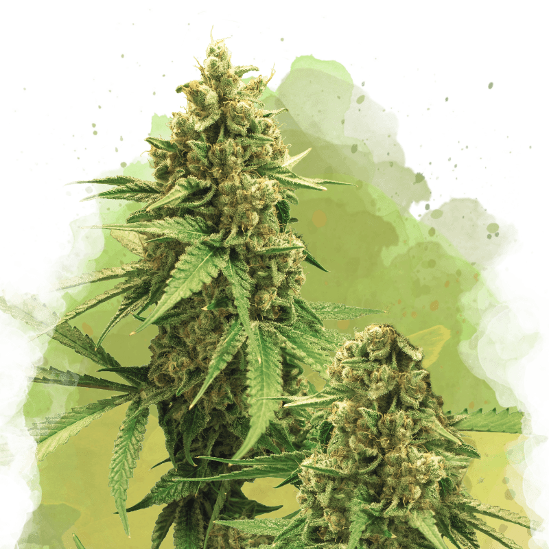 Big Bud Autoflower Seeds