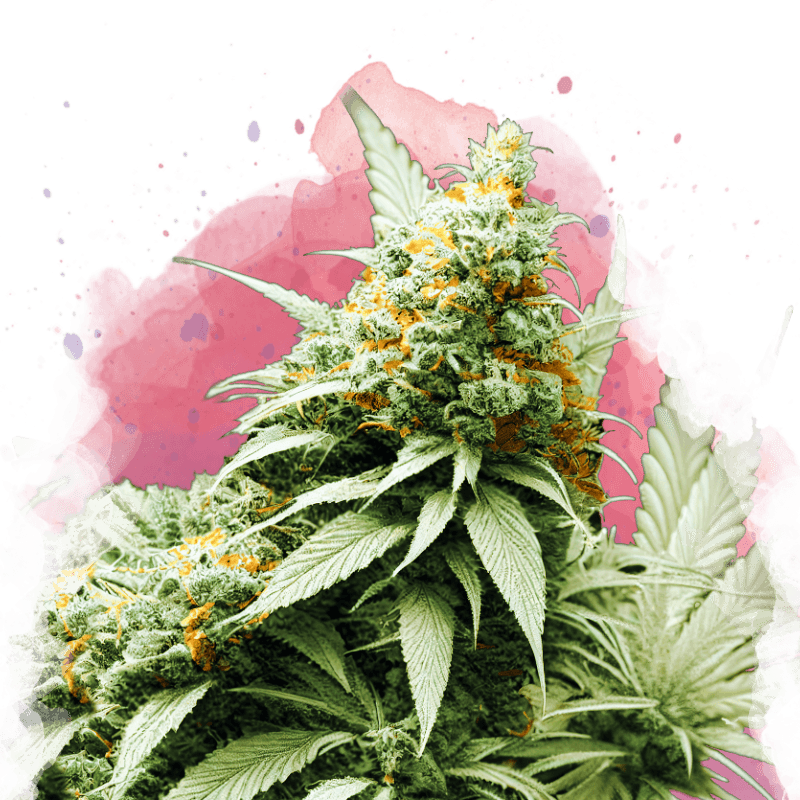 Big Bud Feminized Seeds