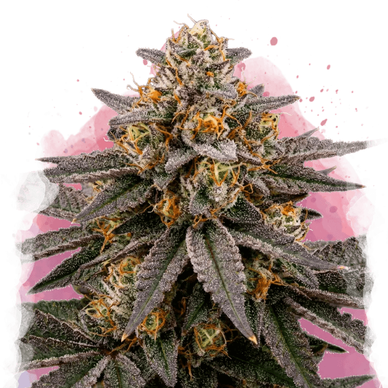 Biscotti Feminized Seeds