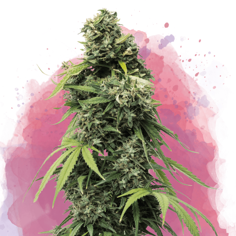 Black Widow Feminized Seeds