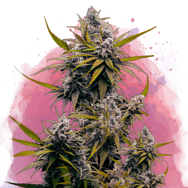 Blackjack Feminized Seeds