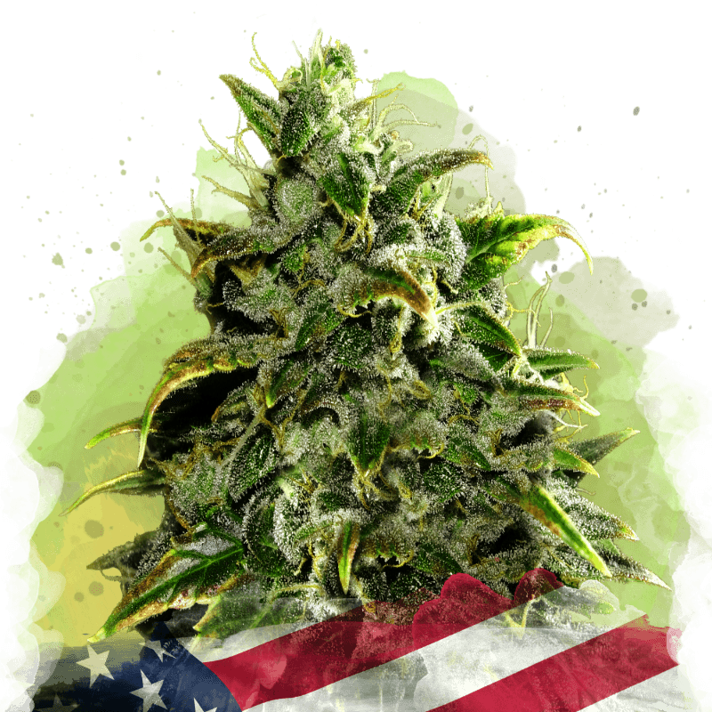 Blue Dream Autoflower Seeds