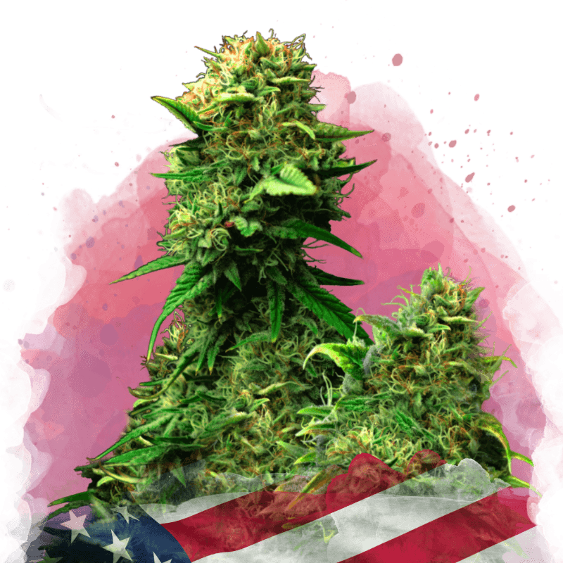 Blue Dream Feminized Seeds
