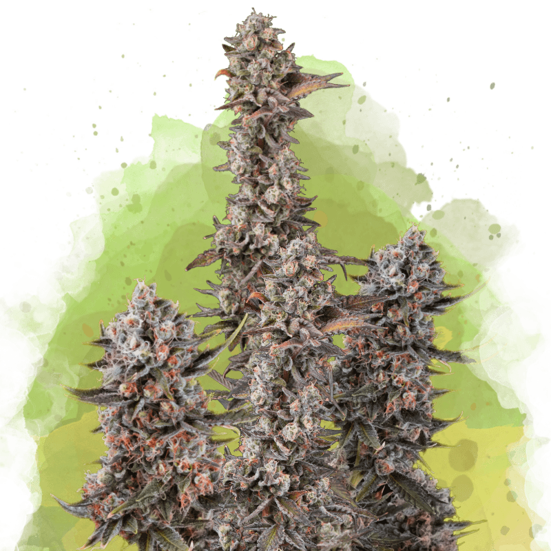 Blue Mystic Autoflower Seeds