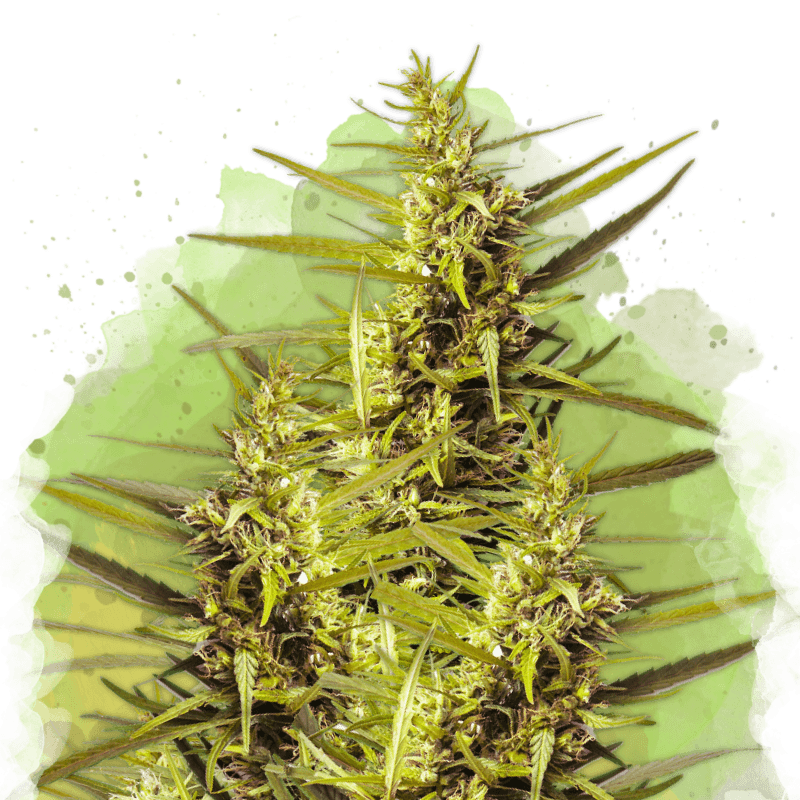 Blueberry Kush Autoflower Seeds