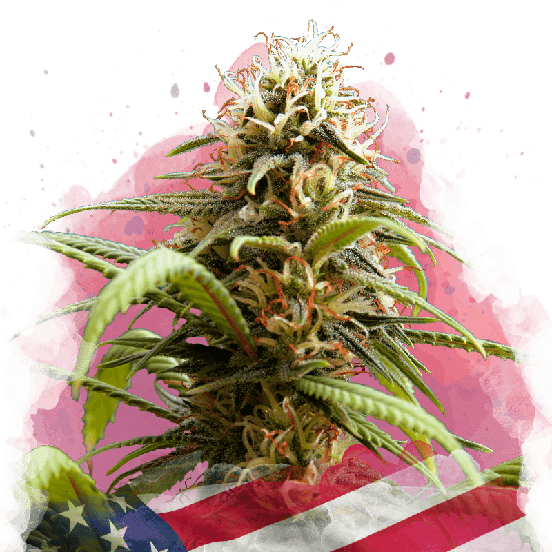 Bruce Banner Feminized Seeds