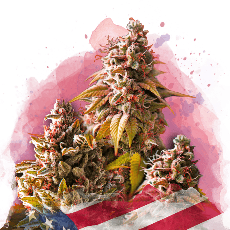 Bubble Kush Feminized Seeds