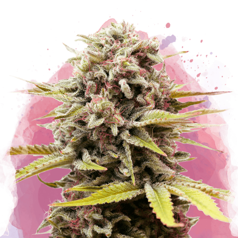 Bubblelicious Feminized Seeds