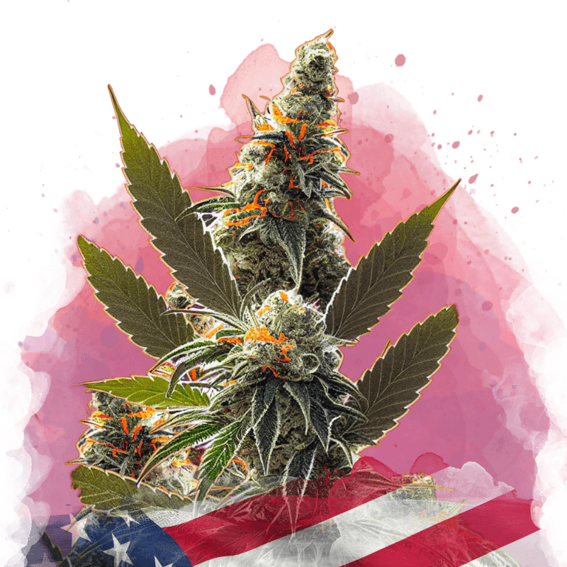 California Orange Bud Feminized Seeds