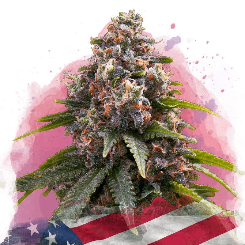 Candy Kush Feminized Seeds